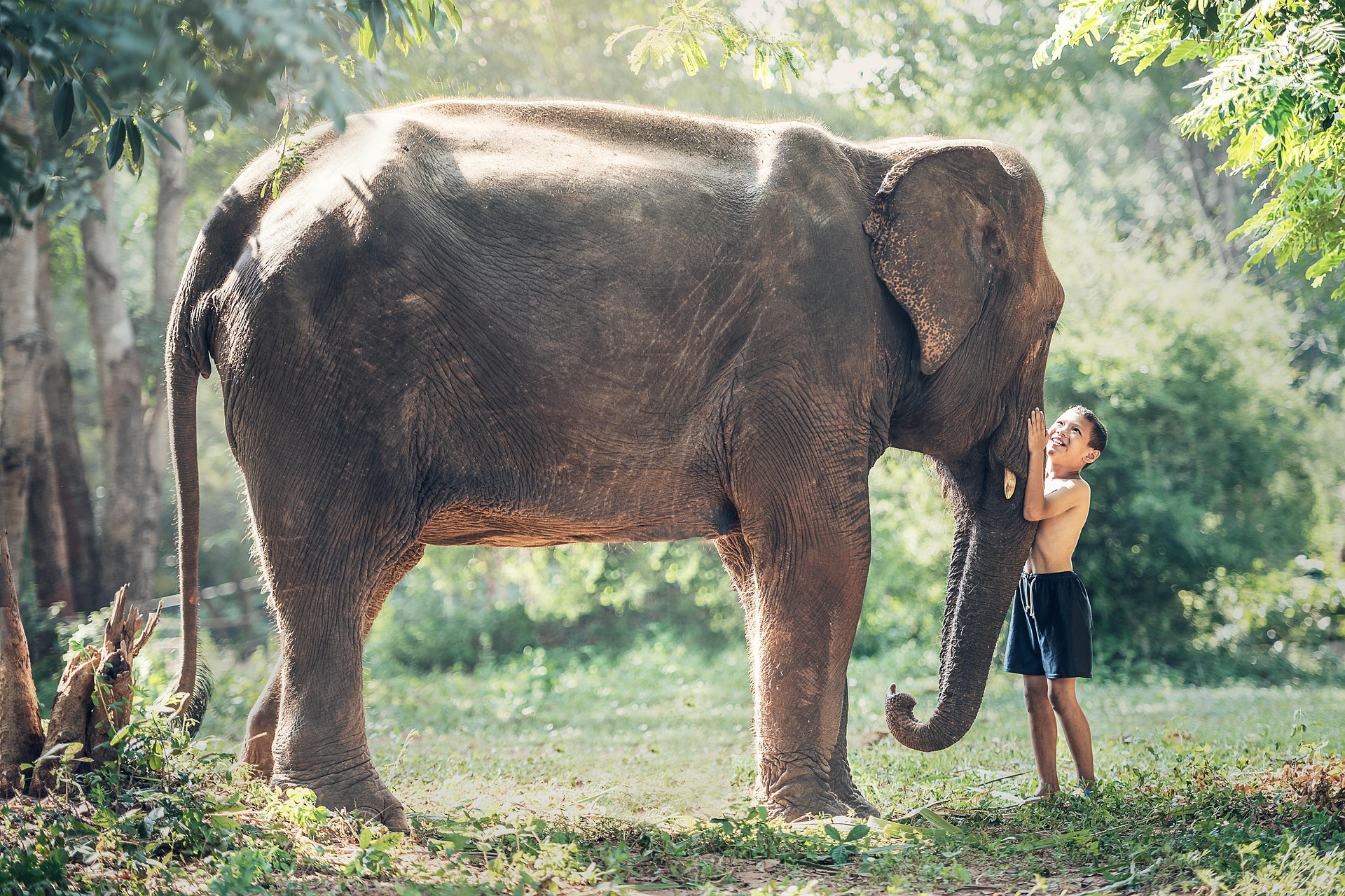 Assam Launches Gaja Mitra Scheme to Resolve Human–Elephant Conflict